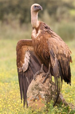 Günün ilk ışıklarıyla Griffon akbabası, Gyps fulvus