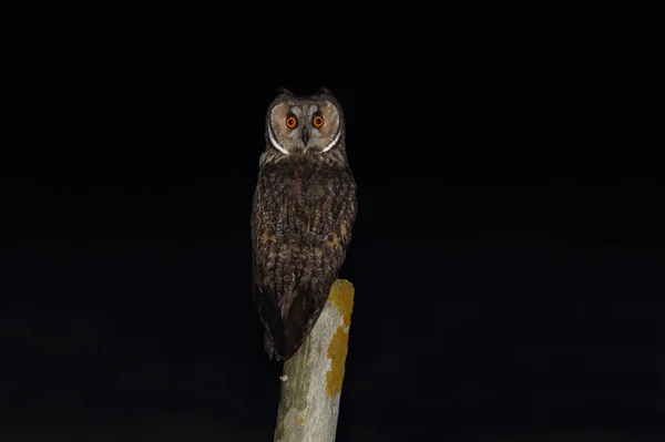 Adulto Gufo Dalle Orecchie Lunghe Recinto Biancospino Notte Asio Otus — Foto Stock