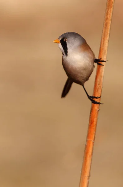 Masculino Reedling Barbudo Com Primeiras Luzes Dia Panurus Biarmicus — Fotografia de Stock