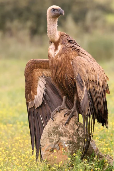 格里芬秃鹫与白昼的第一道光芒 Gyps Fulvus — 图库照片