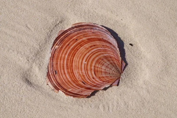 Colourful Scallop Shell on tropical white sandy Coongul Beach, F — Stock Photo, Image