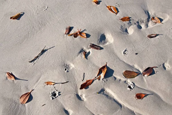 Leaves on a White Sandy Beach. Frazer Island. — Stock Photo, Image