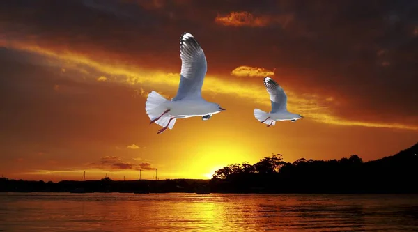 Altın martı Okyanusu günbatımı. Orijinal özel fotoğraf sanat.