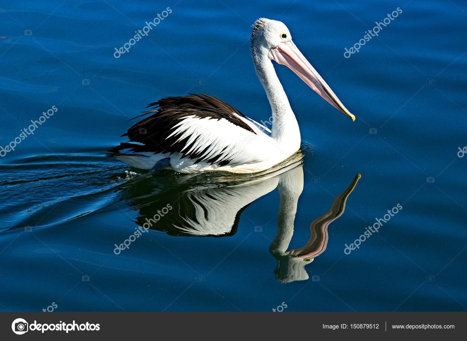 Oiseau Pélican Australien Pelecanus Conspicillatus Gros