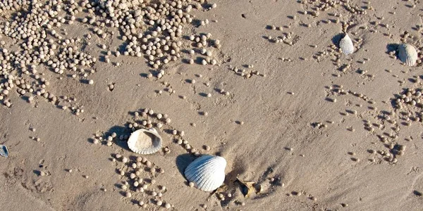 Conchas de playa y bolas de arena. Isla Frazer - Costa Oeste — Foto de Stock