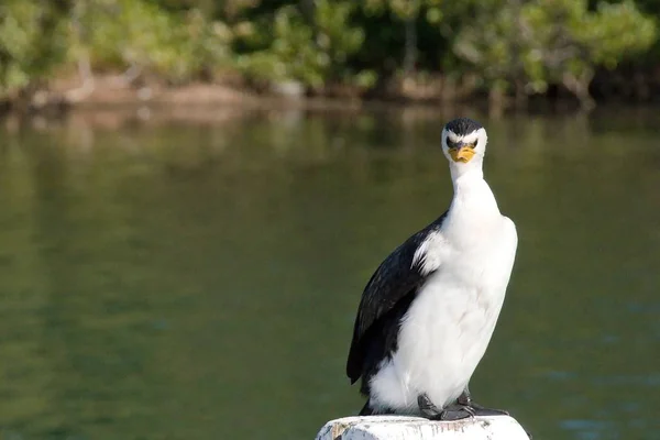 Cormorán enojado pájaro parado en un poste . —  Fotos de Stock