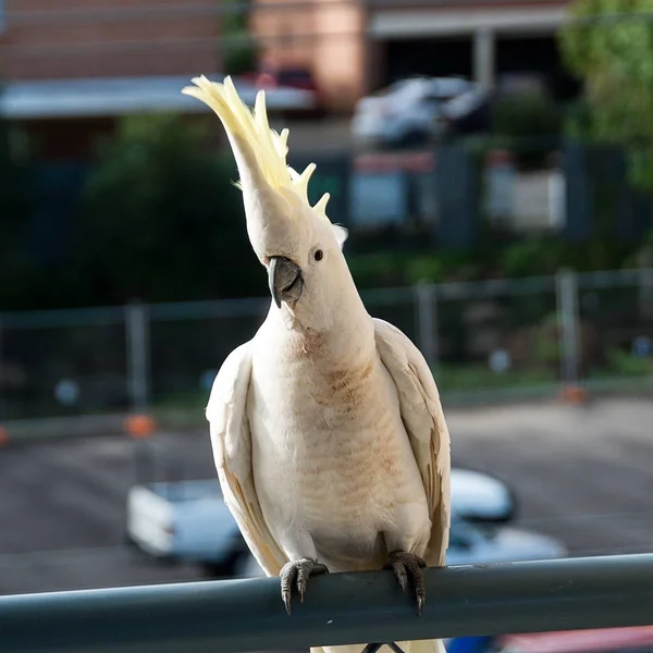 Θείου λοφιοφόρη Cockatoo κινηματογράφηση σε πρώτο πλάνο. — Φωτογραφία Αρχείου