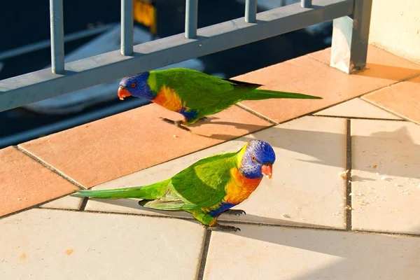 Lori arcoiris australiano vibrante comiendo migas de pan . — Foto de Stock