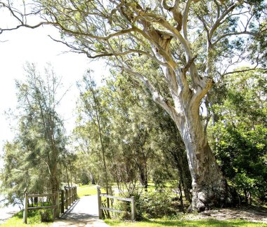 Magnifient sakız ağacı, Murrays Beach.