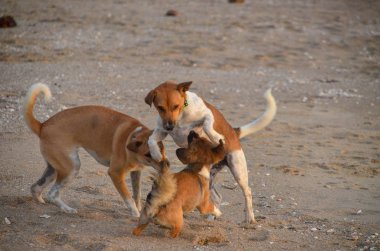  Mutlu köpekler tropikal kumlu Huay Yong plajında oynuyorlar, Tayland