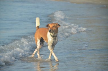  Mutlu köpek güneşli tropikal kumlu Huay Yong plajının tadını çıkarıyor.
