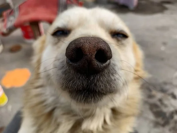 Close Dog Nose — стоковое фото