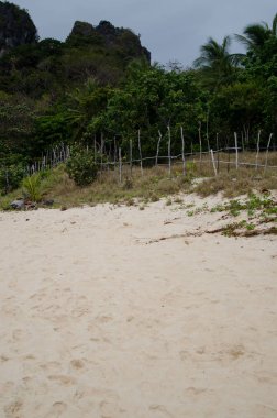 Hindistan cevizi çiftlik. Tropik.