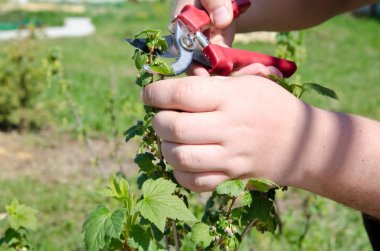 Yaz ve kırsal yaşam.