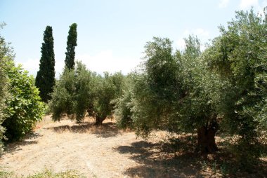 Olive grove. Yunanistan.