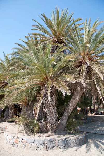 Holidays and vacations. Crete. Palm trees.