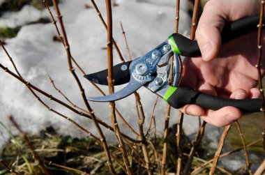 Meyve ve sebze bahçesi. Adam çalılıkların kesiyor. 