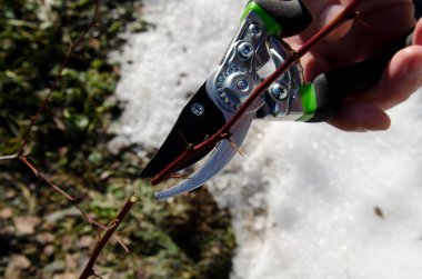 Meyve ve sebze bahçesi. Adam çalılıkların kesiyor. 