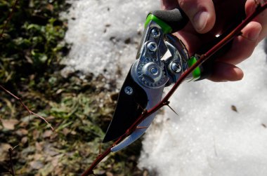 Meyve ve sebze bahçesi. Adam çalılıkların kesiyor. 