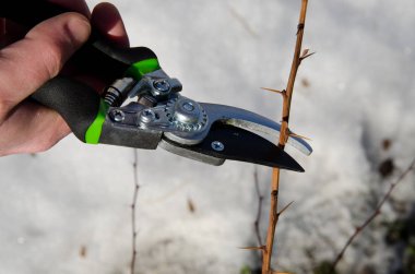 Meyve ve sebze bahçesi. Adam çalılıkların kesiyor. 