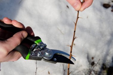 Meyve ve sebze bahçesi. Adam çalılıkların kesiyor. 