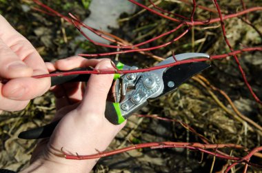 Meyve ve sebze bahçesi. Adam çalılıkların kesiyor. 