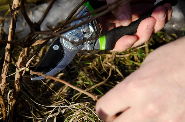 Meyve ve sebze bahçesi. Adam çalılıkların kesiyor. 