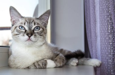 Pencere kenarında uyuyan hafif kedi yavrusu. Pencerenin pervazında uyuyan sevimli kedi.