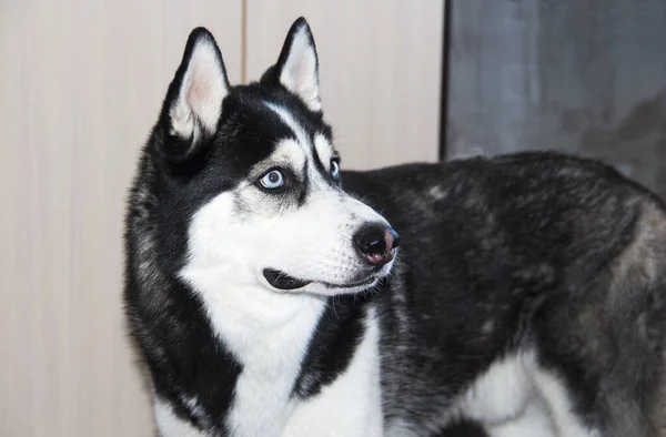 Zwart-witte husky hond met blauwe ogen. Siberische husky. — Stockfoto