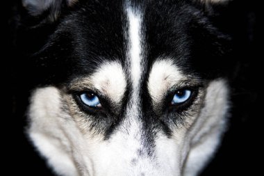 dinlenen iri yarı köpek mavi bir gözle yukarı bakar.