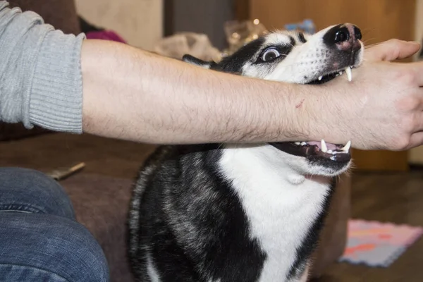 Agressieve Aanval Hond Herder Bijten Hand Van Mens — Stockfoto