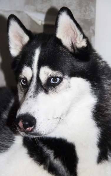 Descansando Cão Husky Olha Para Cima Com Olho Azul Impressionante — Fotografia de Stock