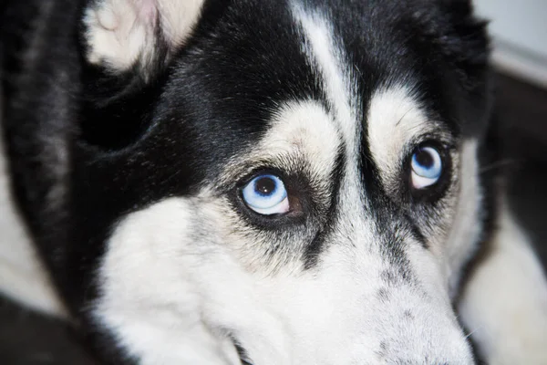 Descansando Cão Husky Olha Para Cima Com Olho Azul Impressionante — Fotografia de Stock