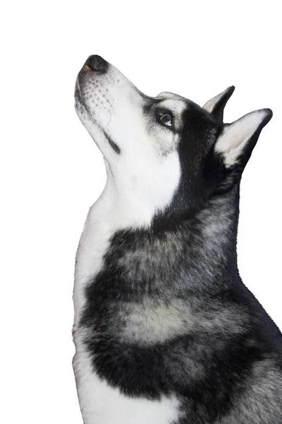 Hond op een witte achtergrond, isoleren. De Siberische husky steekt zijn kop op. Siberische husky hond portret kijkt omhoog geïsoleerd op witte achtergrond — Stockfoto