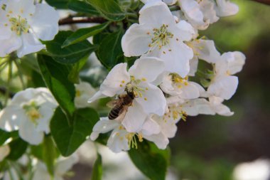 Uçan Arı. Beyaz bir çiçekte arı..