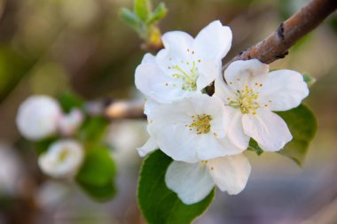 Bir elma ağacının çiçek açan dalı.
