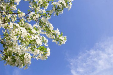 Çiçekli elma ağacı mavi bir gökyüzüne karşı beyaz çiçeklerle, güzel bir ilkbahara yakın mavi bir gökyüzüne karşı elma ağacı, sığ bir tarlaya karşı