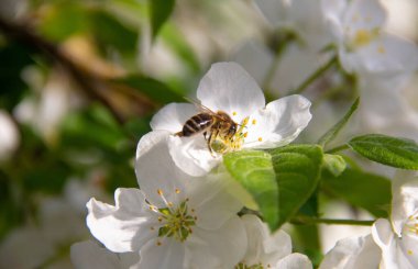 Arı çiçekleri tozlaştırır. Bir arı elma ağacının beyaz çiçeklerinde oturur.