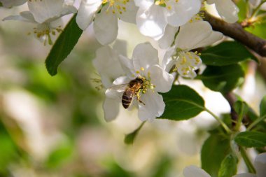 Arı çiçekleri tozlaştırır. Bir arı elma ağacının beyaz çiçeklerinde oturur.