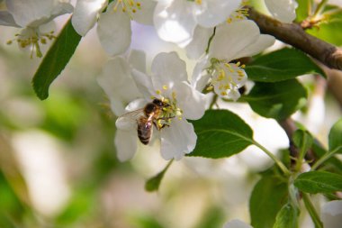 Arı çiçekleri tozlaştırır. Bir arı elma ağacının beyaz çiçeklerinde oturur.
