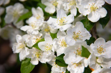 Bir elma ağacının çiçek açan dalı.
