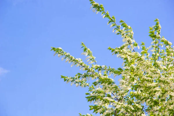 Cerisier Fleurit Dans Jardin Par Une Journée Ensoleillée Belles Fleurs — Photo