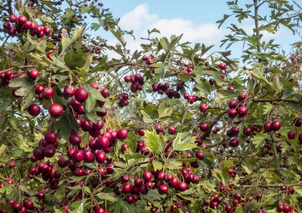 Zweig des Weißdornbusches (crataegus laevigata) voller roter Früchte — Stockfoto