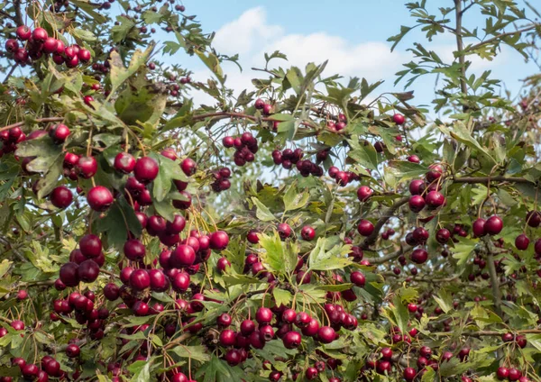 Galagonya bokor (Crataegus laevigata) vörös gyümölcsökkel teli ága — Stock Fotó