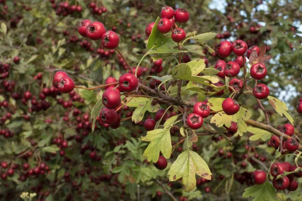 Kırmızı meyvelerle dolu Hawthorn çalılığı (Crataegus laevigata) dalı