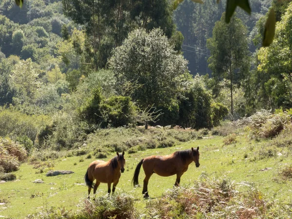 Um par de belos cavalos estão pastando em um prado da floresta. Sunn... — Fotografia de Stock