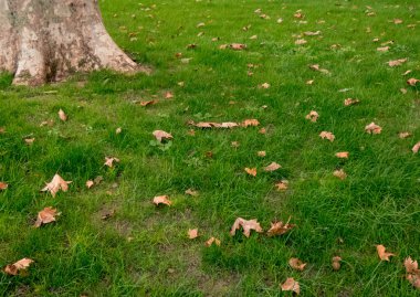 Sonbaharda sarı ve kahverengi yapraklar yeşil çimenlerin üzerinde.