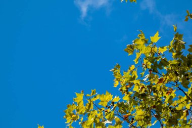 Akçaağaç dalları mavi gökyüzüne karşı çekilmiş renkli sonbahar yapraklarıyla. Boşluğu kopyala, metin için bir yer.