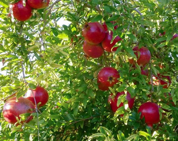 Érett gránátalma gyümölcs egy faágon közelkép, ősz Spa — Stock Fotó
