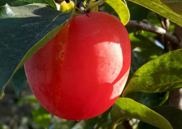 Fruta de caqui solteiro madura na árvore nas folhas  . — Fotografia de Stock